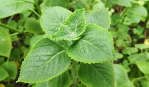 Coleus-amboinicus--Karpuravalli-Plant-Ajwain-plant8.jpg