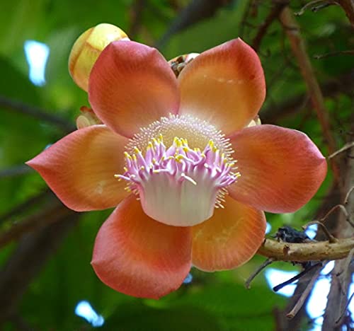 Kailashpati-plant--Naagalinga-Tree8.jpg