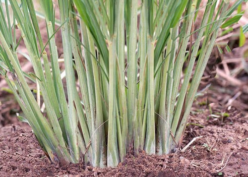 Lemon-Grass-Plant8.jpg