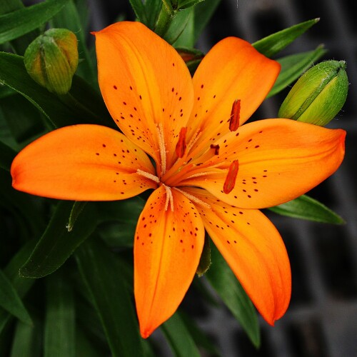 tubers-and-bulb-flower8.jpg