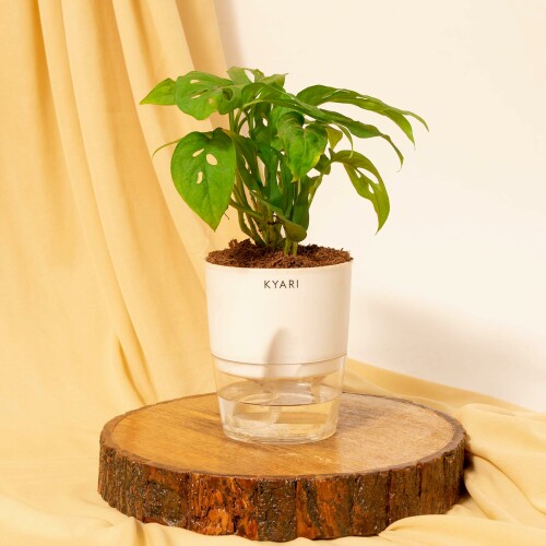 Attractive-Air-Purifier--Broken-Heart-Plant2.jpg