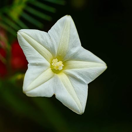 Cypress-vine-white-flower-seeds4.jpg