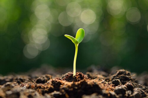 seedplants7.jpg