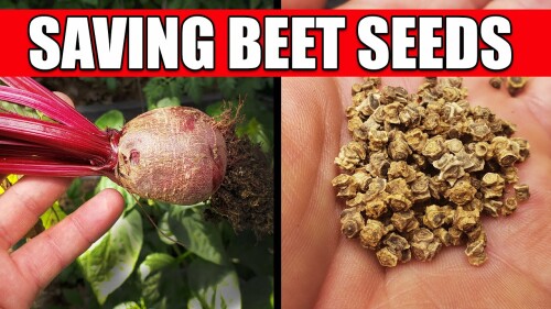 Beetroot-seeds1.jpg