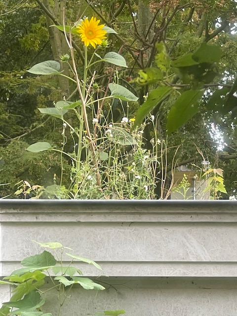Zonnebloem1.png